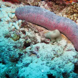 Pink Sea Cucumber, photo 5