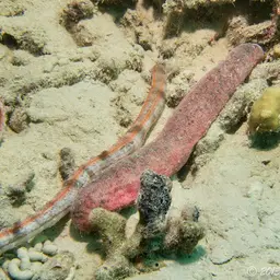 Pink Sea Cucumber, photo 6