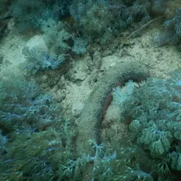 Pink Sea Cucumber, photo 7