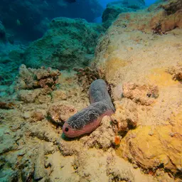 Pink Sea Cucumber, photo 8