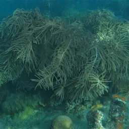 Yellow Sea Rod, photo 1
