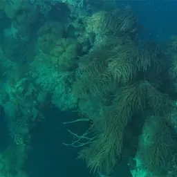 Yellow Sea Rod, photo 2