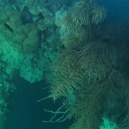Yellow Sea Rod, photo 3