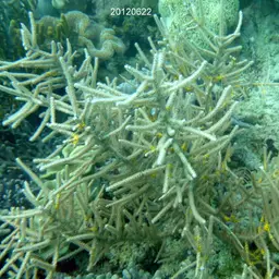 Yellow Sea Rod, photo 4