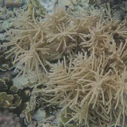 Yellow Sea Rod, photo 5