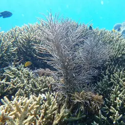 Yellow Sea Rod, photo 6
