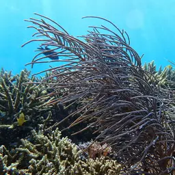 Yellow Sea Rod, photo 7