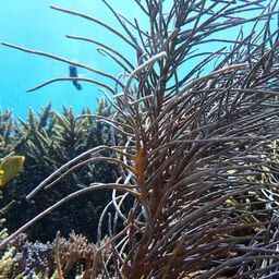 Yellow Sea Rod, photo 8