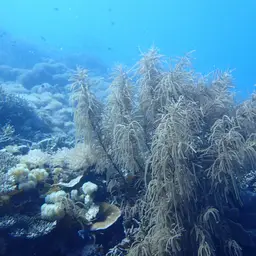 Yellow Sea Rod, photo 9