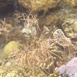 Yellow Sea Rod, photo 10