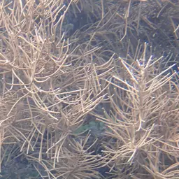 Yellow Sea Rod, photo 11