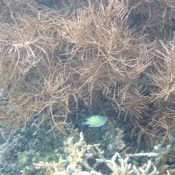 Yellow Sea Rod, photo 12