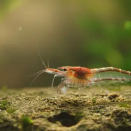 Pinocchio Shrimp, photo 4