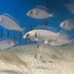 Deep Water Hap, photo 1