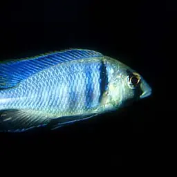 Deep Water Hap, photo 2
