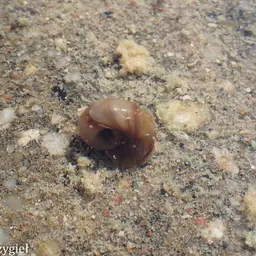 Red Ramshorn, photo 2