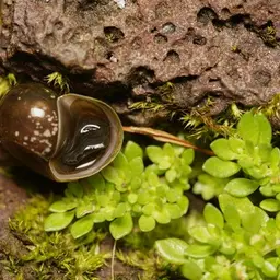 Red Ramshorn