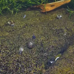 Red Ramshorn, photo 3