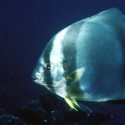 Circular Batfish, photo 1