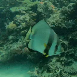 Circular Batfish, photo 2