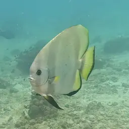 Circular Batfish, photo 3