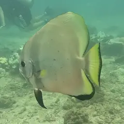 Circular Batfish, photo 4