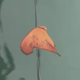 Circular Batfish, photo 5