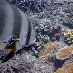 Circular Batfish, photo 6