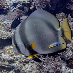 Circular Batfish, photo 7