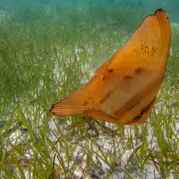 Circular Batfish, photo 8
