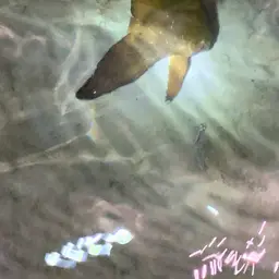 Circular Batfish, photo 9