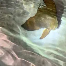 Circular Batfish, photo 10