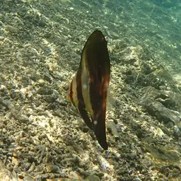 Circular Batfish, photo 11