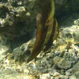 Circular Batfish, photo 12