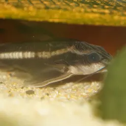 Striped Raphael, photo 1
