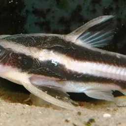 Striped Raphael, photo 2
