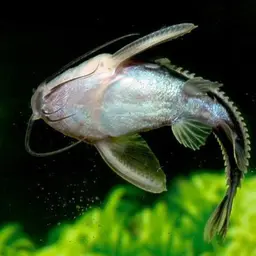 Striped Raphael, photo 3
