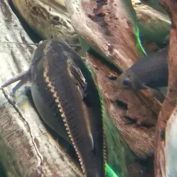 Striped Raphael, photo 5