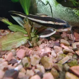 Striped Raphael, photo 6