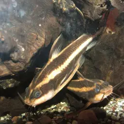 Raphael catfish, photo 1
