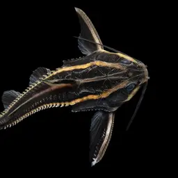 Raphael catfish, photo 2