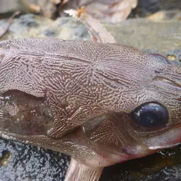 Raphael catfish, photo 4
