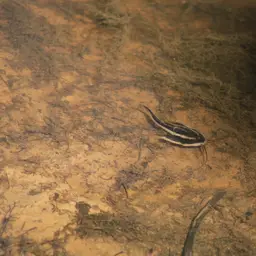 Raphael catfish, photo 5
