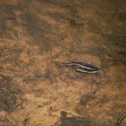Raphael catfish, photo 6