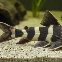 Raphael catfish, photo 8