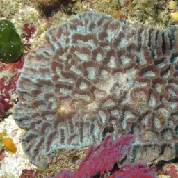 Lesser Valley Coral, photo 2