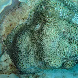 Lesser Valley Coral, photo 3