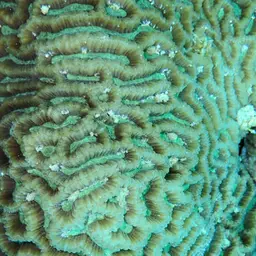 Lesser Valley Coral, photo 4