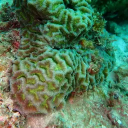 Lesser Valley Coral, photo 1