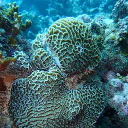 Lesser Valley Coral, photo 5
